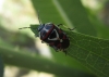 Eurydema ornata Eurydema ornata