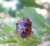 Eurydema ornata Eurydema ornata