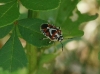 Eurydema ornata Eurydema ornata