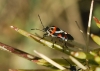 Eurydema ornata Eurydema ornata