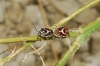 Eurydema ornata Eurydema ornata