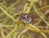 Eurydema ornata Eurydema ornata