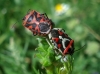 Eurydema ornata