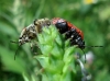 Eurydema ornata