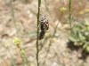 Eurydema ornata