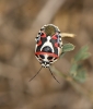 Eurydema ornata Eurydema ornata