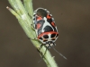 Eurydema ornata Eurydema ornata