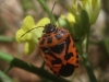 Eurydema ventralis Eurydema ventralis
