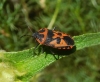 Eurydema ventralis Eurydema ventralis