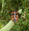 Eurydema ventralis Eurydema ventralis