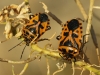Eurydema ventralis Eurydema ventralis