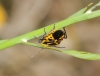 Eurydema ventralis Eurydema ventralis