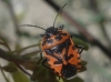 Eurydema ventralis Eurydema ventralis