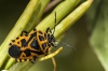 Eurydema ventralis Eurydema ventralis
