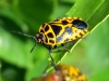 Eurydema ventralis Eurydema ventralis