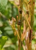 Eurydema ventralis Eurydema ventralis