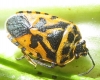 Eurydema ventralis Eurydema ventralis