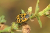 Eurydema ventralis Eurydema ventralis