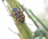 Eurydema ventralis Eurydema ventralis
