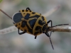 Eurydema ventralis Eurydema ventralis