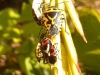 Eurydema ventralis Eurydema ventralis
