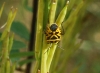 Eurydema ventralis Eurydema ventralis