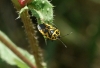 Eurydema ventralis Eurydema ventralis