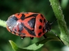 Eurydema ventralis