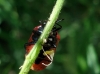 Eurydema ventralis