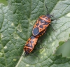 Eurydema ventralis