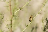 Eurydema ventralis Eurydema ventralis