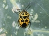 Eurydema ventralis Eurydema ventralis