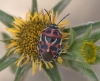 Eurydema ornata Eurydema ornata