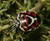 Eurydema ornata Eurydema ornata