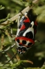 Eurydema ornata Eurydema ornata