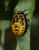 Eurydema ornata Eurydema ornata