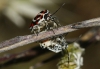 Eurydema ornata Eurydema ornata