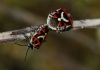 Eurydema ornata Eurydema ornata