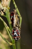 Eurydema ornata Eurydema ornata