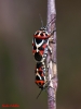 Eurydema ornata Eurydema ornata