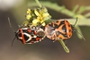 Eurydema ornata Eurydema ornata