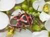 Eurydema ornata Eurydema ornata
