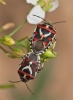 Eurydema ornata Eurydema ornata