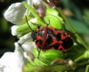 Eurydema ornata Eurydema ornata