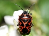 Eurydema ornata Eurydema ornata