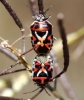 Eurydema ornata Eurydema ornata