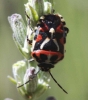 Eurydema ornata Eurydema ornata