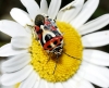 Eurydema ornata Eurydema ornata