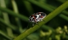 Eurydema ornata