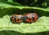 Eurydema ventralis Eurydema ventralis